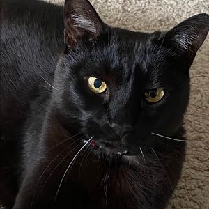 Meet your Posher, Joy